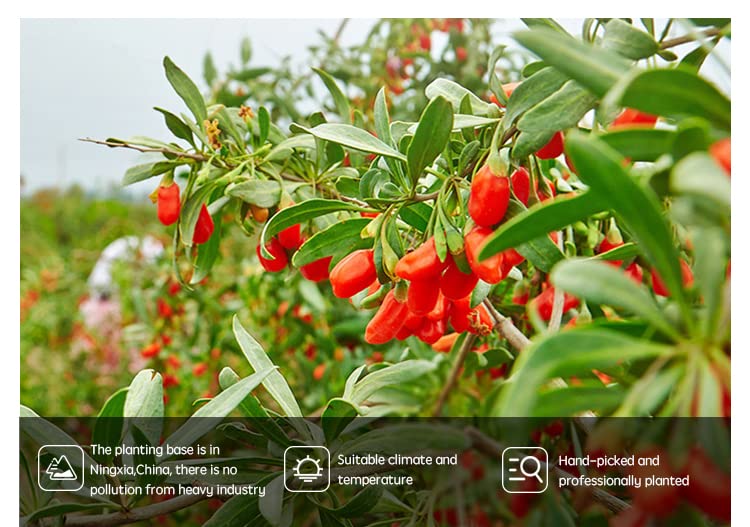 Herbal Tea Qinghai Wolfberry Origin Source Large Grain Wolfberry Goji Berries Raw Dried Goji Berries, Gluten-Free
