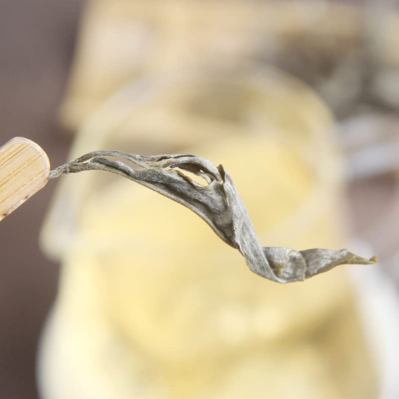 Yunnan Natural and Additive-free Lincang Bangdong Xigui Puerh Tea Ancient Tree Raw Tea Loose Tea 500g 云南临沧邦东昔归云南普洱茶古树生茶500g