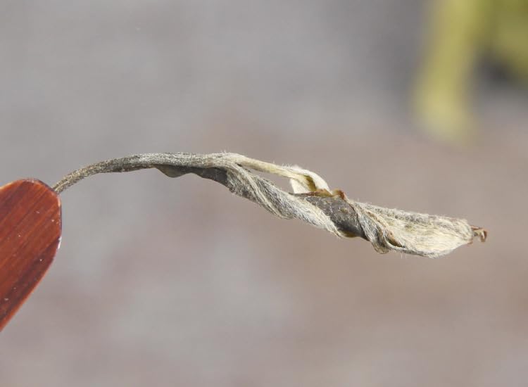 Natural and Additive-free Spring Tea Lincang Centennial Dachaoshan Ancient Tree Tea Yunnan Puerh Tea Raw Tea Loose Tea 500g Green Tea 春茶临沧百年大朝山古树茶云南普洱茶生茶散装500g