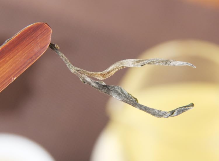 Natural and Additive-free Yunnan Lincang Iceland Around The Large Tree Tea 500g Spring Tea Loose Leaf Puerh Tea Raw Tea Loose Tea 云南临沧冰岛周边大树茶春茶普洱茶生茶