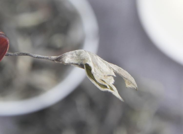 Natural Chinese Tea 100 Years Big Tree Daxueshan Puerh Raw Tea Menghu Daxueshan Spring Big Tree Tea 500g Premium Loose Tea 百年大树大雪山普洱生茶勐库大雪山头春大树茶散装茶500g