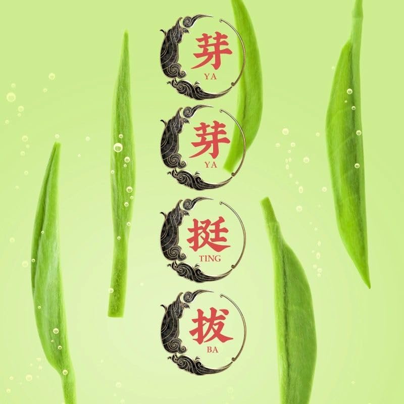 Natural Chinese Tea Mingqian Mao Jian Tea High Mountain Tender Buds Strong Aroma Steeping Type Green Tea Canister Gift Box 250g 天然中国茶 明前毛尖 高山嫩芽 香气浓郁 蒸压型绿茶 罐装礼盒 250g