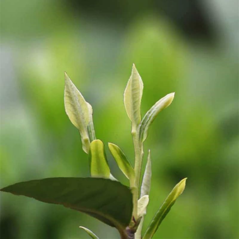 China Fujian Anxi Tieguanyin Tea Natural and additive-free Green Tea 1725 Oolong Tea 500g Iron Box Tea 新茶铁观音茶叶安溪茶叶 乌龙茶500克铁盒装