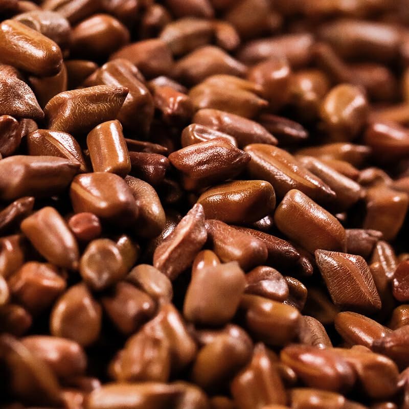 Cassia Tea Brewing Tea, Chinese Herbal Tea, 200g / 7.05oz Fried Chinese Herbal Cassia Healthy and Delicious Cassia Tea 南京同仁堂决明子200克