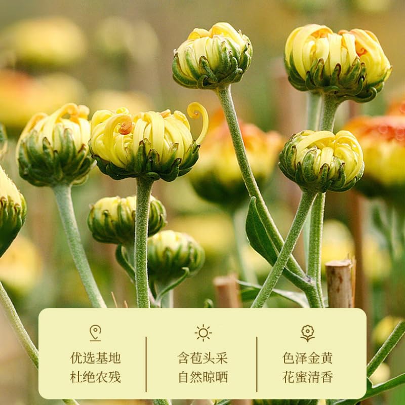 Tong Ren tang Dried Fresh Blooming Tea Flowers Chrysanthemum tea 30g/1.05oz Flowering Tea,Herbal tea, Natural Flower Tea Leaves & Edible Flowers 南京同仁堂菊花茶胎菊四季常备30克
