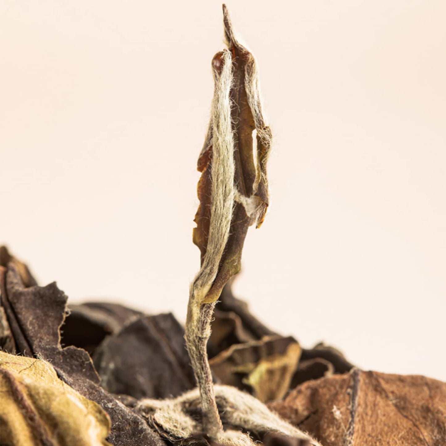 Five Star Gold Award Master Tea from Fuding White Tea, 50g Fujian, China Old Gong Mei loose tea bag, Premium paper bagged 五星金奖大师茶正宗福鼎白茶