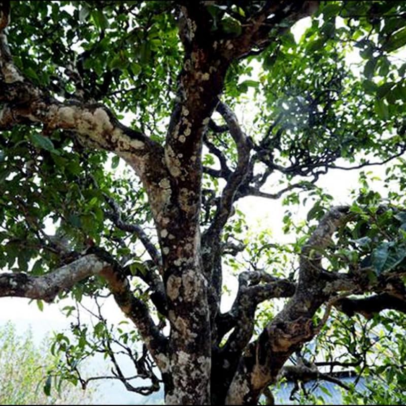 Natural and Additive-free Pu'er Tea Lexingxiang Raw Tea 100g Iceland Spring Tea for Travelling and Office Use (Mooncake Shape) Green tea 普洱茶100克冰岛 明前春茶旅游办公用茶(月饼形状)