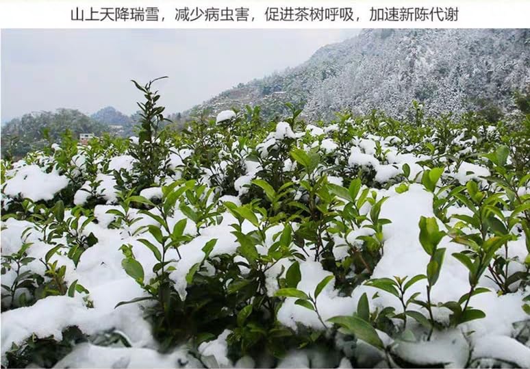 Premium Mingqian Biluo Tea 500g Green Tea Buds Strongly Flavoured Aroma Strong Sweet and Refreshing Biluochun 明前碧螺春新茶新茶绿茶嫩芽浓香型