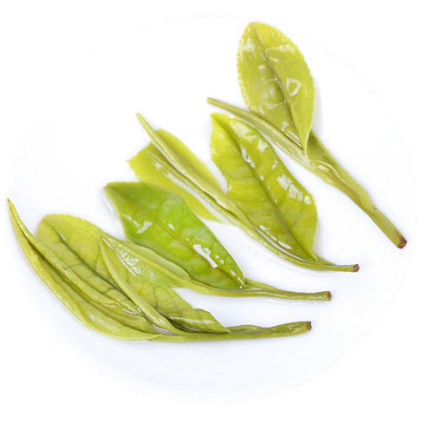 Premium China Bright Green Tea White Tea Gaofeng Type White Tea Taste Fresh Magnolia Flower Scented Tea Gift Boxed 明前绿茶白茶高凤型白茶滋味鲜爽玉兰花香茶礼盒装250克茶叶