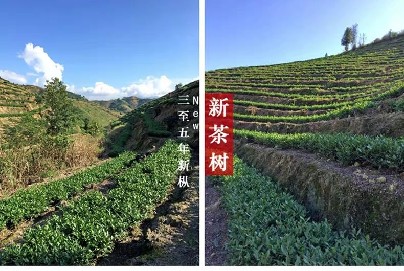 From Fujian, China Anxi Tieguanyin Premium Oolong Tea Strong Fragrance 500g (250g*2) Natural Chinese Green Tea 安溪产铁观音浓香型 新茶热销款臻品乌龙茶兰花香茶味重500克