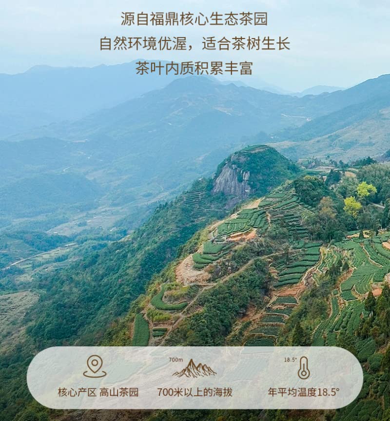 Five Star Gold Award Master Tea from Fuding White Tea, 50g Fujian, China Old Gong Mei loose tea bag, Premium paper bagged 五星金奖大师茶正宗福鼎白茶