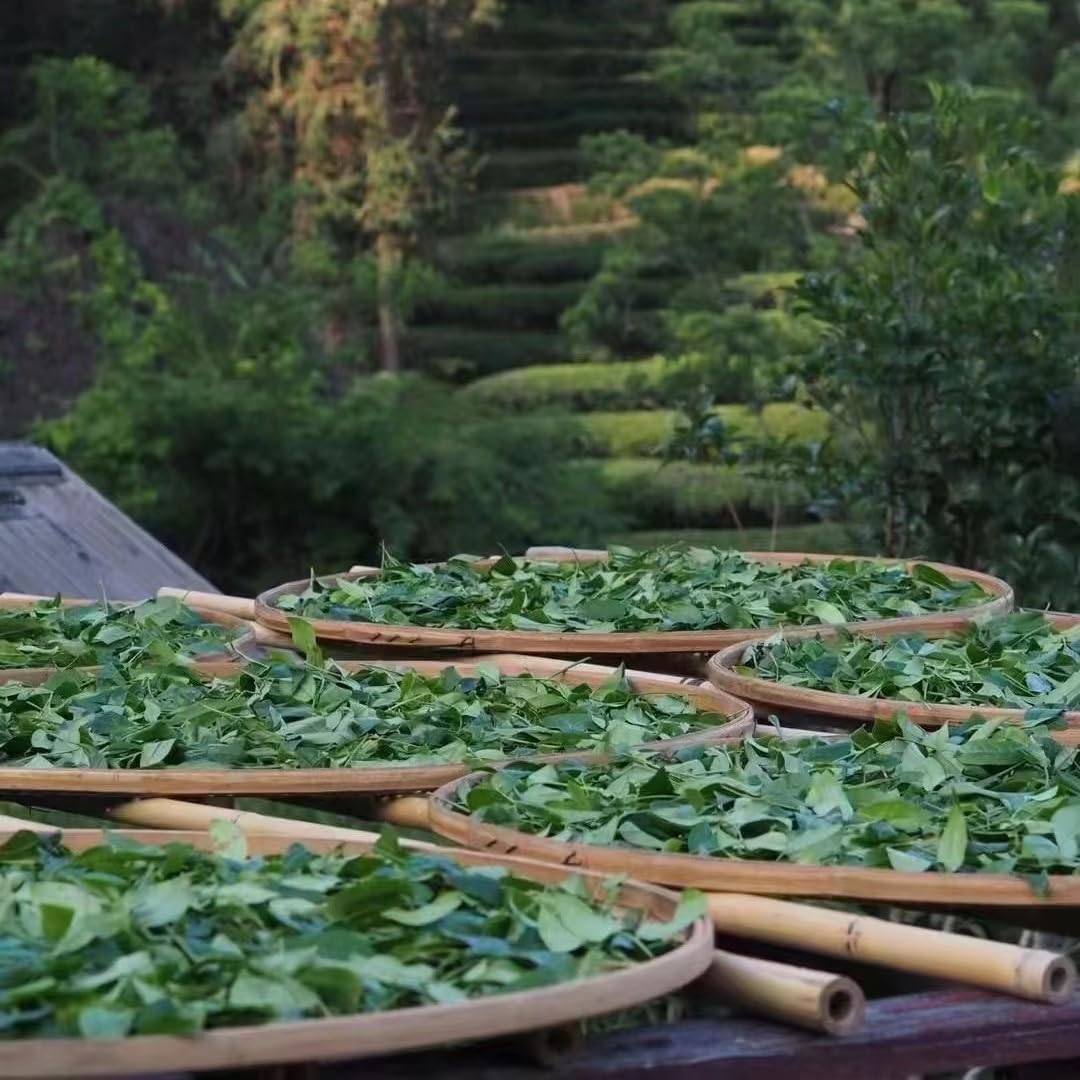 Premium Anxi Tieguanyin 500g (250g*2) loose Tea Strong Aroma 1725 High Mountain Oolong Tea 新茶安溪铁观音散装茶叶浓香型1725高山乌龙茶500克装