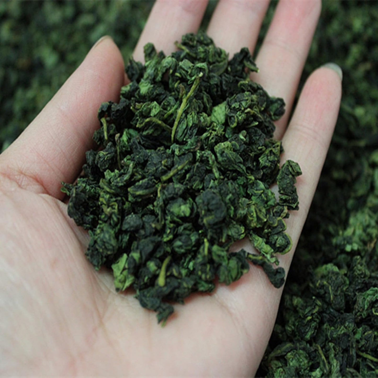 Premium Anxi Tieguanyin 500g (250g*2) loose Tea Strong Aroma 1725 High Mountain Oolong Tea 新茶安溪铁观音散装茶叶浓香型1725高山乌龙茶500克装