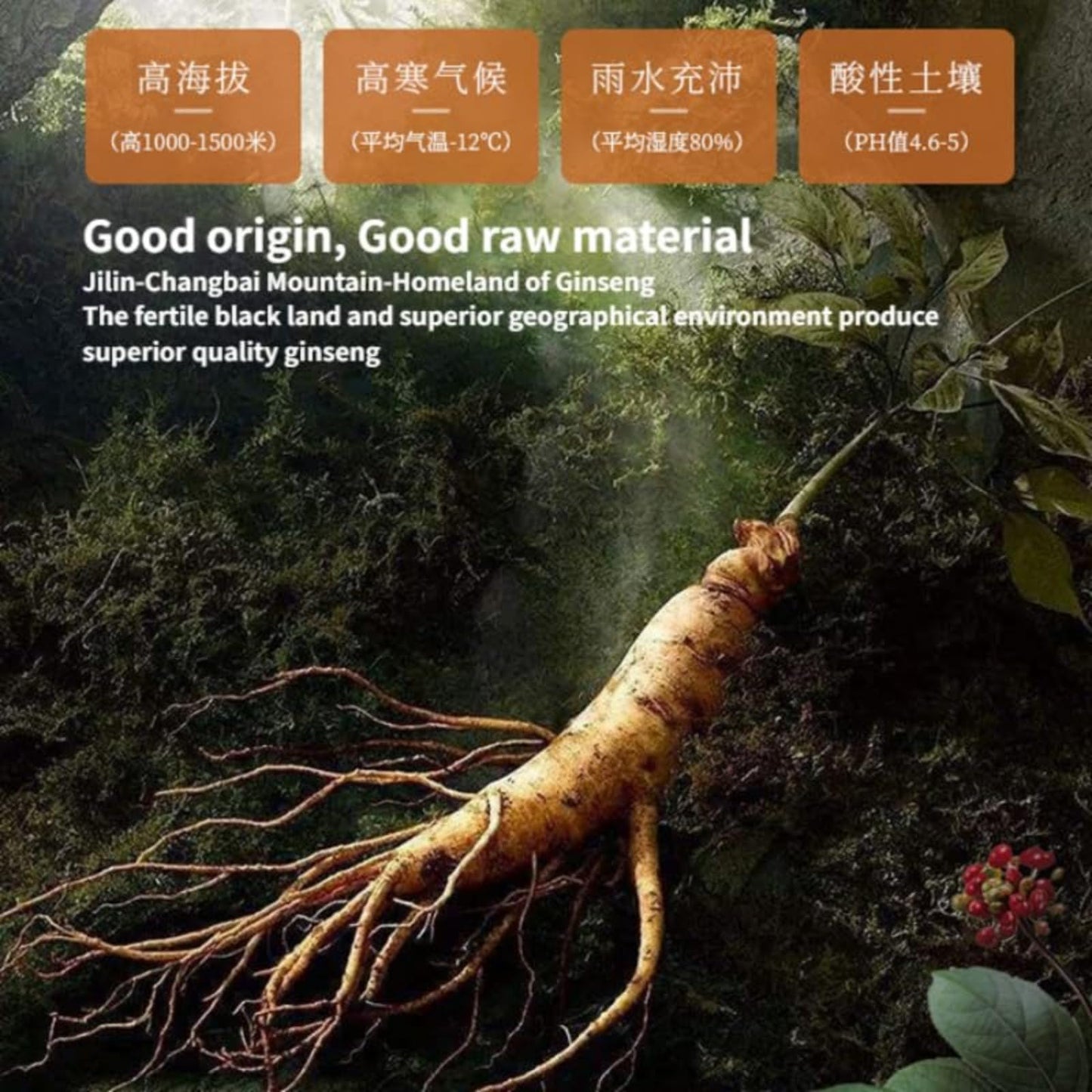 Ginseng Honey Slices 30g/1.05oz Fresh Ginseng Slices From Changbai Mountain, Jilin, China, for Making Tea and Soup Changbai Shan, Jilin, China 人参蜜片30g/罐吉林产长白山鲜人参蜜片