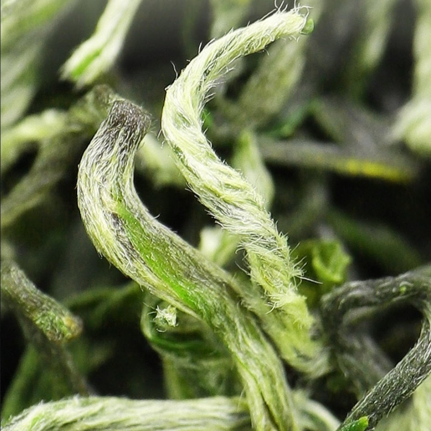 Premium Mingqian Biluochun High Mountain Yunwu Mao Jian Green Tea Ganlu Tender Buds Mao Jian Tea Gift for Tea Lovers 明前新茶碧螺春高山云雾毛尖绿茶甘露嫩芽毛尖礼盒装250g