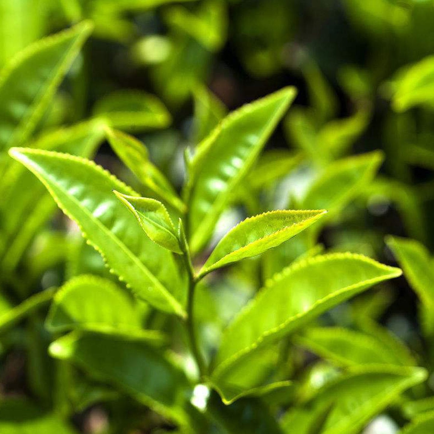 Yunnan Natural and additive-free Loose Tea 500g Spring Tea Strong Flavour Mao Jian Green Tea Pure Aroma Loose Leaf tea 云南散装茶叶 春茶 1斤浓香型毛尖绿茶松针茗翠绿茶