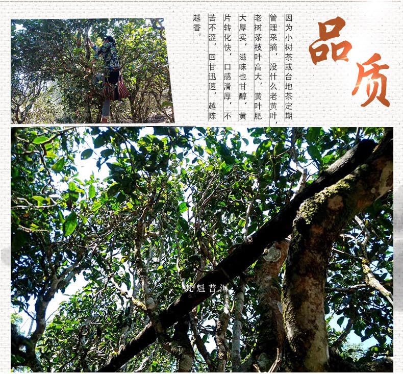 Natural and Additive-free First Spring Brown Mountain Ancient Tree Tea Brick 250g Puerh Tea Raw Tea Menghai Ancient Tree Gold Leaf Green Tea 头春布朗山古树黄片茶砖250g 普洱茶生茶勐海古树黄金叶