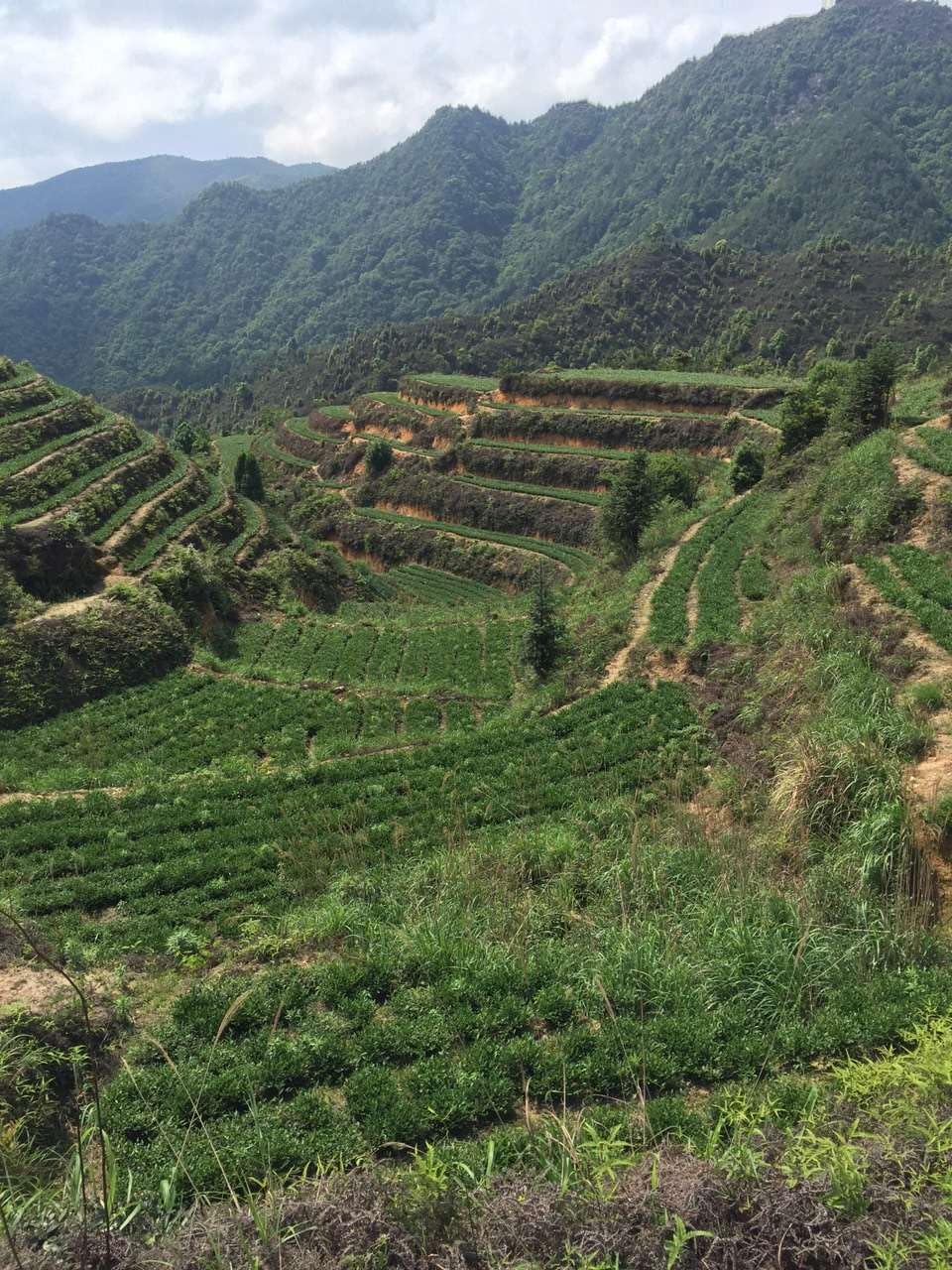 From Fujian, China Anxi Tieguanyin Premium Oolong Tea Strong Fragrance 500g (250g*2) Natural Chinese Green Tea 安溪产铁观音浓香型 新茶热销款臻品乌龙茶兰花香茶味重500克