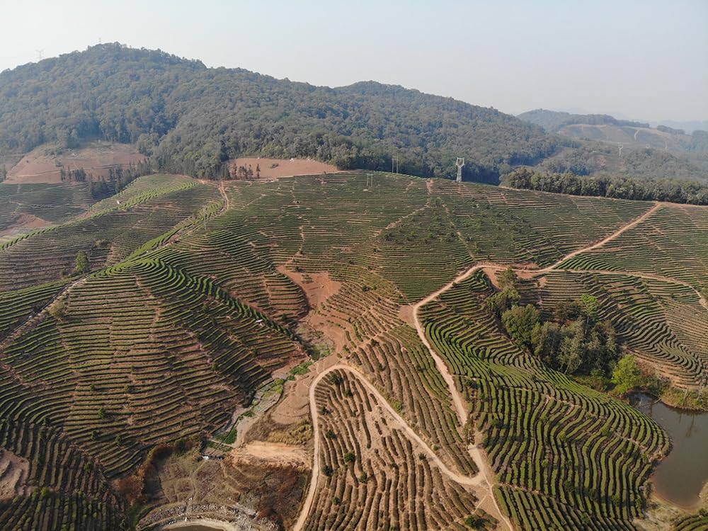 Yunnan Natural and Additive-free Puerh Tea Ripe Tea Aged Ripe Pulang Mountain Ancient Tree Tea Menghai Tea Qizi Cake 357g Yunnan Black Tea 云南普洱茶熟茶陈布熟普朗山古树茶勐海茶叶七子饼357g