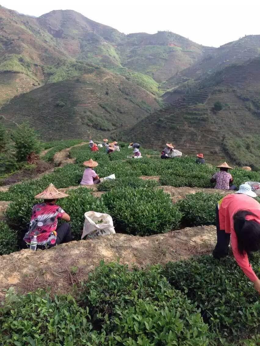 From Fujian, China Anxi Tieguanyin Premium Oolong Tea Strong Fragrance 500g (250g*2) Natural Chinese Green Tea 安溪产铁观音浓香型 新茶热销款臻品乌龙茶兰花香茶味重500克