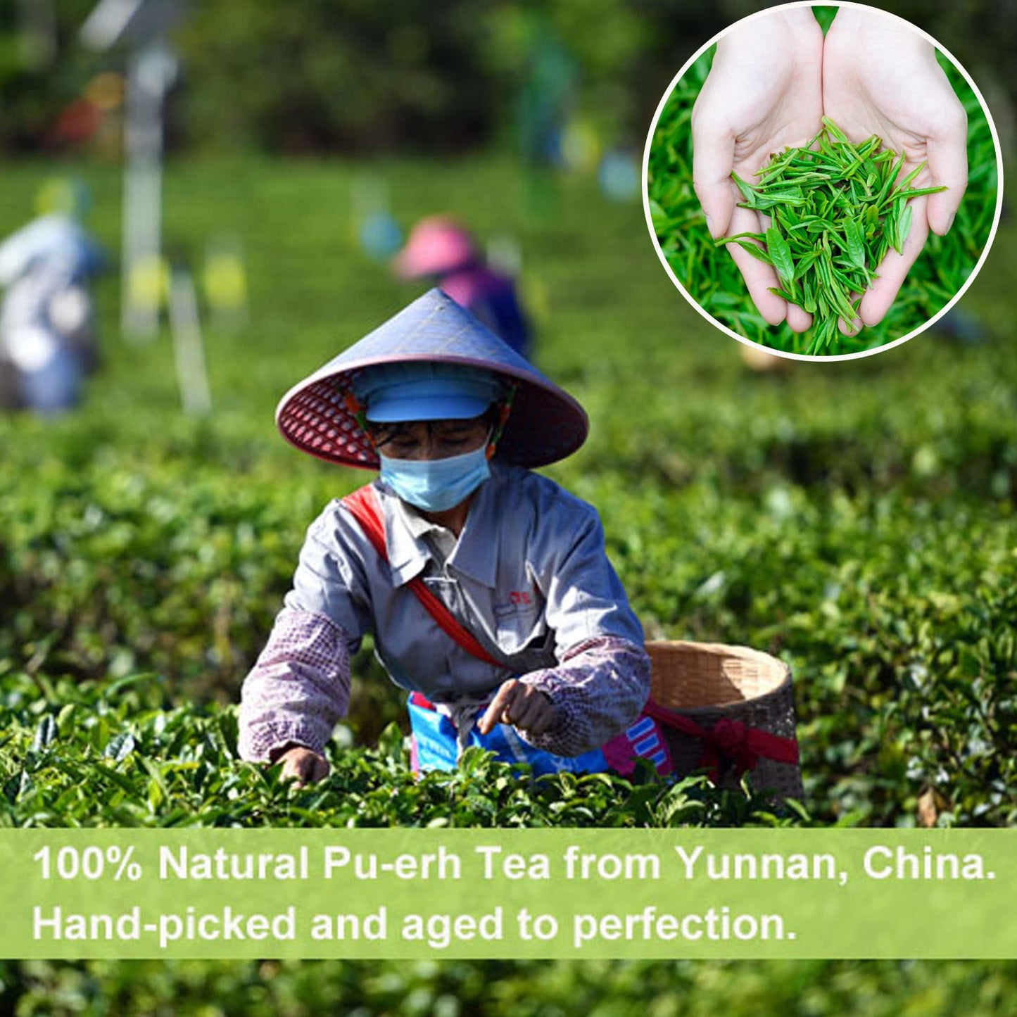 Natural and Additive-free Bo He Tang Small Tuocha Yunnan Puerh Raw Tea 500g Yunnan Puerh Small Tuocha Healthy and Delicious Green Tea 薄荷塘小沱茶 云南普洱生茶500g