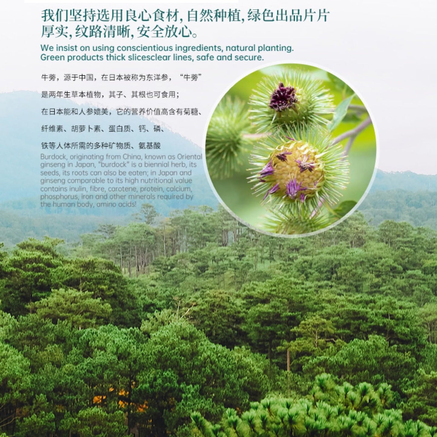 Tong ren tang Dried burdock root tea, 75g/2.64oz Burdock root cut 100% natural without additives burdock root tea, Herbal tea 北京同仁堂牛蒡根黄金牛蒡茶75克