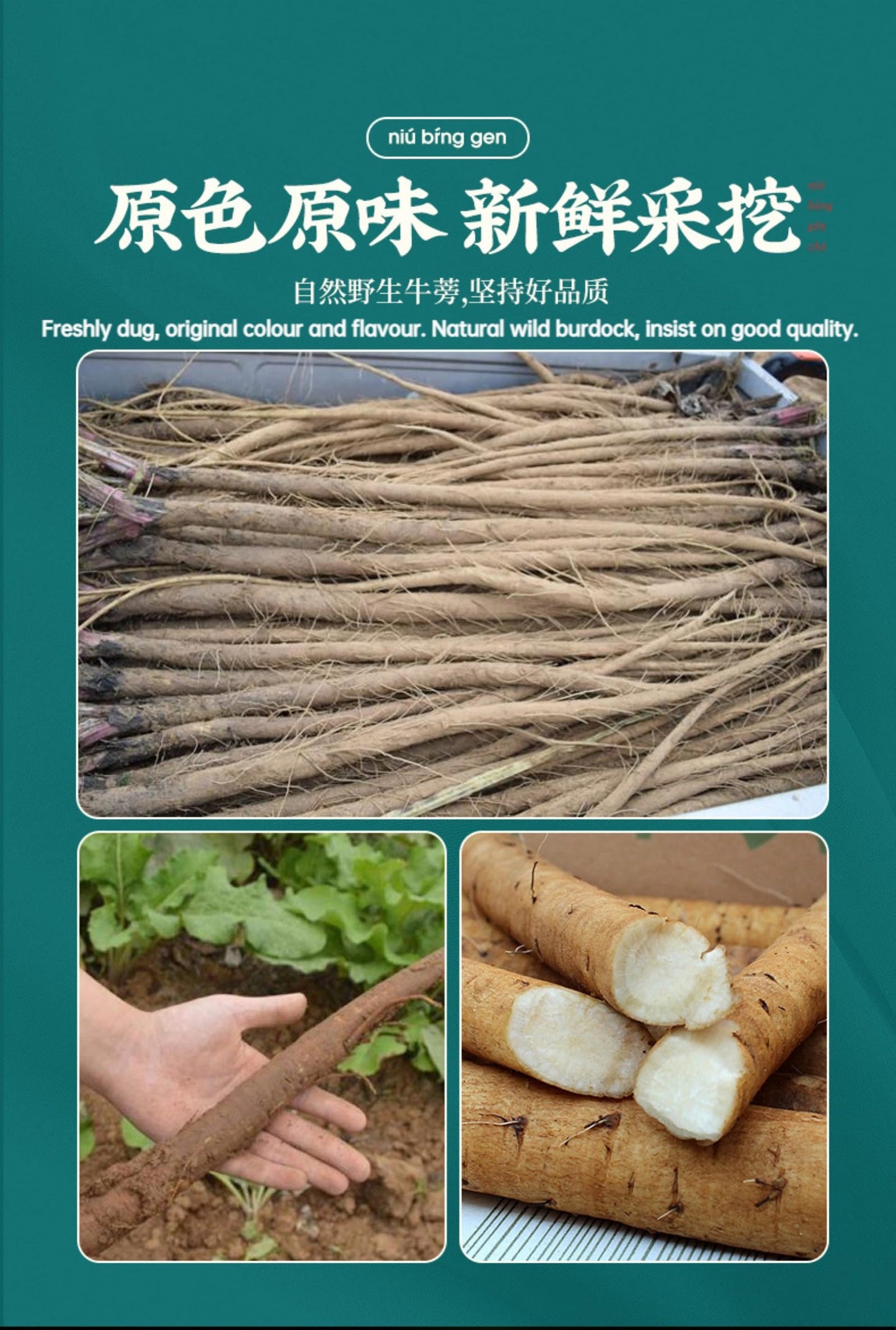 Tong ren tang Dried burdock root tea, 75g/2.64oz Burdock root cut 100% natural without additives burdock root tea, Herbal tea 北京同仁堂牛蒡根黄金牛蒡茶75克