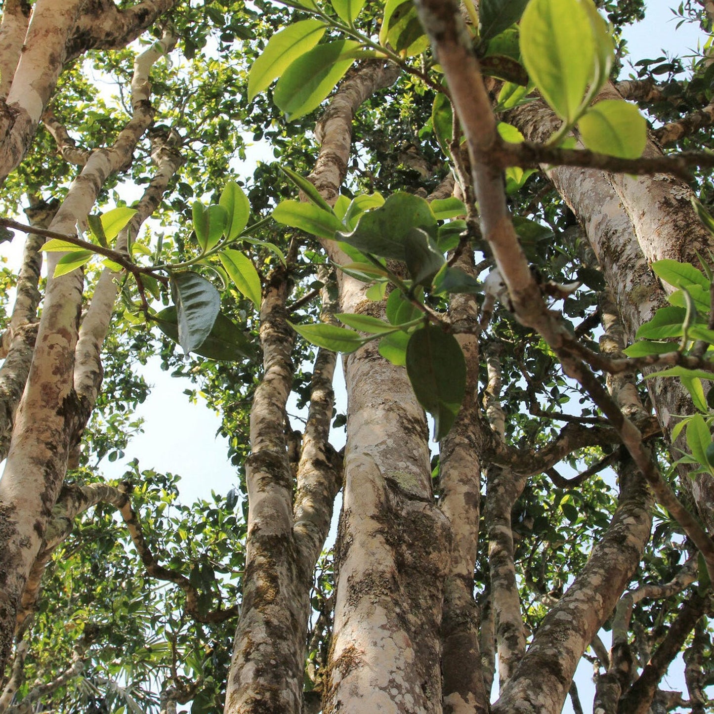Natural Yunnan Puerh Tea Old Banzhang Cake Tea (Green) Yunnan Qizi Cake 357g Deliciously Smooth Puerh Tea Green Tea 云南普洱茶 老班章饼茶 (绿)云南七子饼 357克