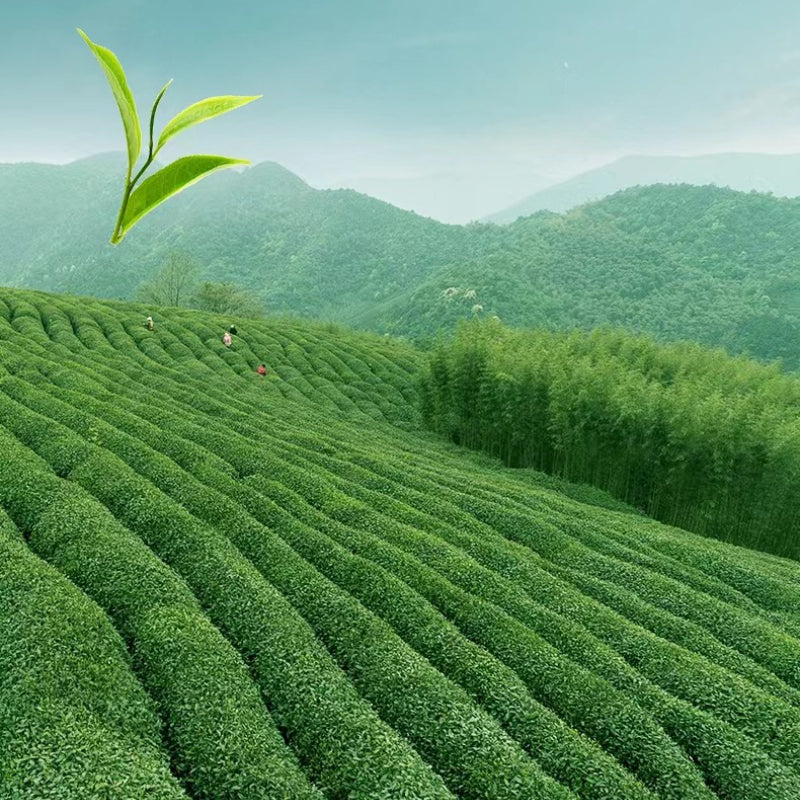 Natural Chinese Tieguanyin Tea Gift Box 500g High Mountain Tea Gift Set Oolong Tea Green Tea 铁观音新茶礼盒装500克高山茶铁观音