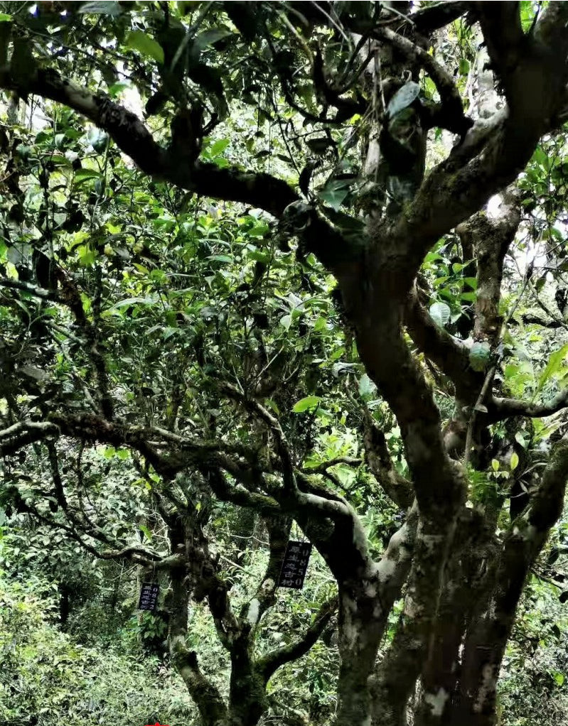 BangWei Ancient Tree Tea Old Tree Arborvitae Puerh Spring Tea 200g First Spring Puerh Raw Tea Cake