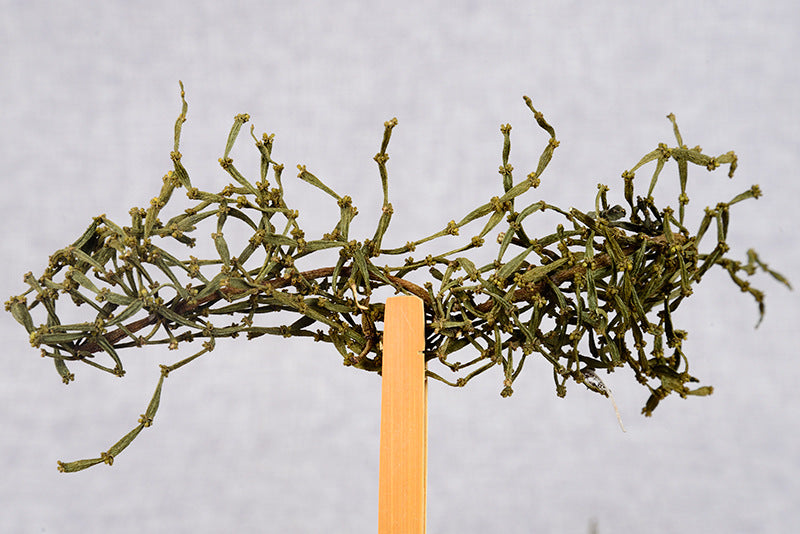 Premium Yunnan Pu'er Tea Jingmai Gu Shu Cha with Crab Leg 500g Loose Leaf Tea