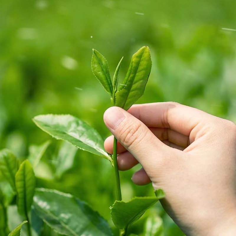 Natural and Additive-free Oolong Tea Zhangping Shuixian Tea High Mountain Tea Orchid Fragrance Strong Flavour Green Tea 乌龙茶漳平水仙茶2023新茶高山兰花香清香型盒装