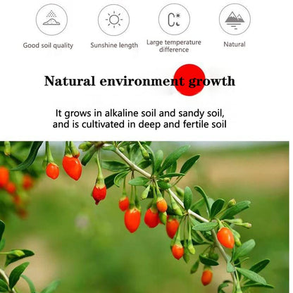 Chinese Wolfberry 5.29oz Non-GMO and Vegan Goji Berries Canned 150g Can Be Combined with Black Goji Berry Cinnamon Red Dates 枸杞 可搭黑枸杞桂圆红枣