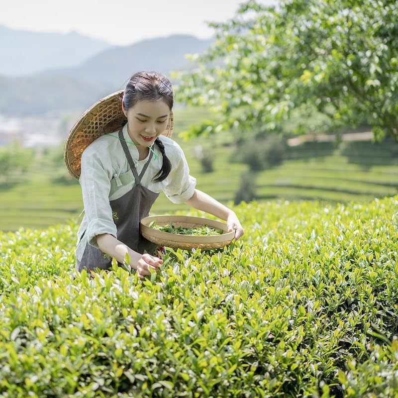 Yunnan Natural Green Tea Mao Jian Mao Feng Spring Tip Tea Loose Tea 500g Strong Flavour, Sweet and Mellow Taste Chinese Tea 云南绿茶毛尖毛峰春尖银丝茶叶500g