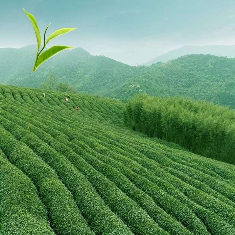 Premiu Taiwan High Mountain Tea Oolong Tea Intense Spring Oolong Tea 500g (250g*2 Bags) Natural GreenTea 台式高山茶奶香乌龙茶浓香型春季金萱冻顶乌龙茶新茶500克茶叶