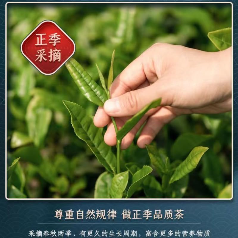 From China Fujian Anxi Tieguanyin Orchid Fragrance Strong Natural and Additive-free Oolong Tea Green Tea 250g 安溪铁观音 新茶正宗兰花香浓香型乌龙茶罐装250g