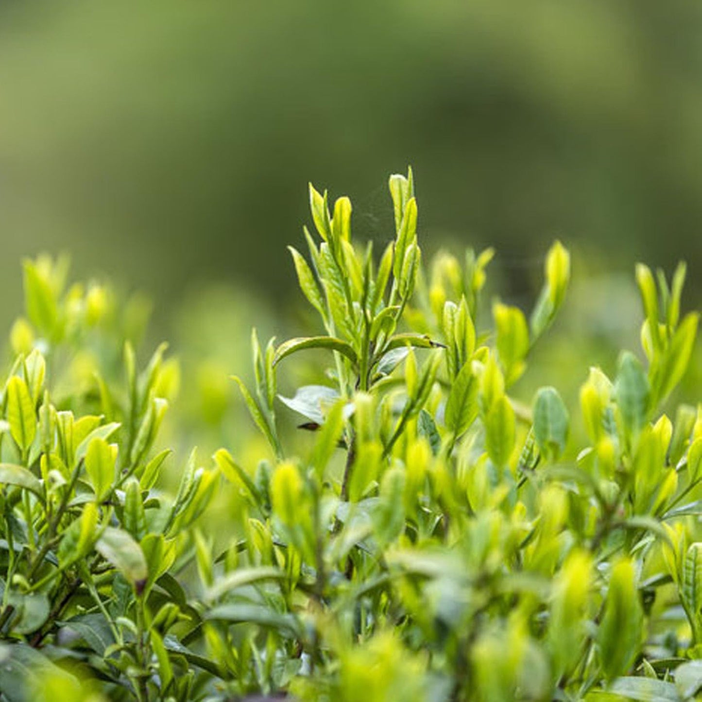 Premiu Taiwan High Mountain Tea Oolong Tea Intense Spring Oolong Tea 500g (250g*2 Bags) Natural GreenTea 台式高山茶奶香乌龙茶浓香型春季金萱冻顶乌龙茶新茶500克茶叶